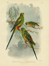 Buntfarbener Sittich, 1891